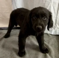 3, a female Goldador for sale in Princeton, TX – 1 of 5