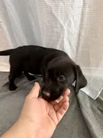 Raven, a female Labrador Retriever for sale in Princeton, TX – 8 of 8