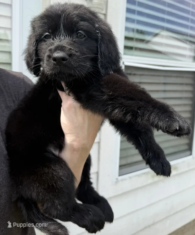 Blue – Goldador puppy for sale in Princeton, TX
