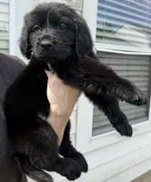 Blue, a male Goldador for sale in Princeton, TX – 1 of 7