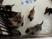 Raven, a female Goldador for sale in Princeton, TX – 9 of 9
