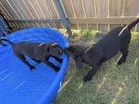 Boots, a male Golden Retriever and Labrador Retriever for sale in Princeton, TX – 4 of 4