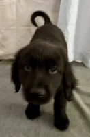 6, a female Goldador for sale in Princeton, TX – 4 of 5