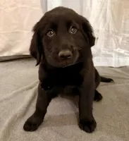 5, a female Goldador for sale in Princeton, TX – 4 of 7