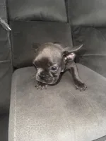 Negrita, a female French Bulldog for sale in Miami, FL – 3 of 4