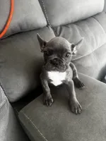Oli , a female French Bulldog for sale in Miami, FL – 3 of 4