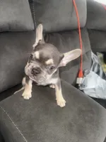 Foxy , a female French Bulldog for sale in Miami, FL – 3 of 4