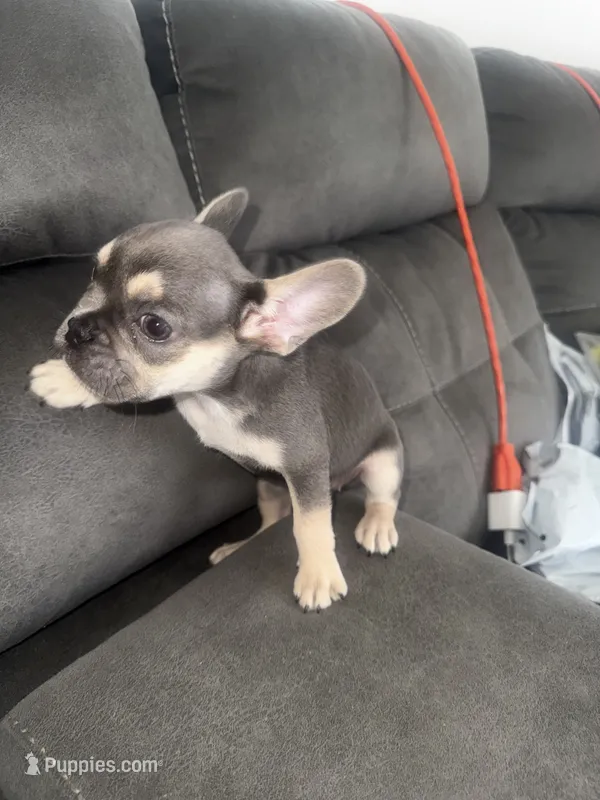 Foxy  – French Bulldog puppy for sale in Miami, FL