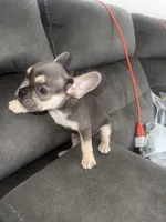 Foxy , a female French Bulldog for sale in Miami, FL – 1 of 4