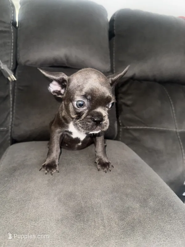 Negrita – French Bulldog puppy for sale in Miami, FL
