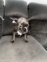 Negrita, a female French Bulldog for sale in Miami, FL – 1 of 4