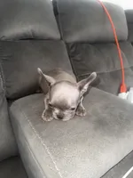 Chiqui , a female French Bulldog for sale in Miami, FL – 2 of 3