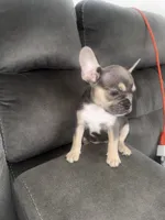 Foxy , a female French Bulldog for sale in Miami, FL – 4 of 4