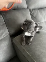 Oli , a female French Bulldog for sale in Miami, FL – 2 of 4