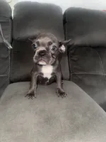 Negrita, a female French Bulldog for sale in Miami, FL – 4 of 4