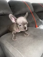Chiqui , a female French Bulldog for sale in Miami, FL – 3 of 3