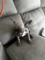 Oli , a female French Bulldog for sale in Miami, FL – 4 of 4