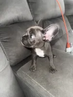 Negrita, a female French Bulldog for sale in Miami, FL – 2 of 4
