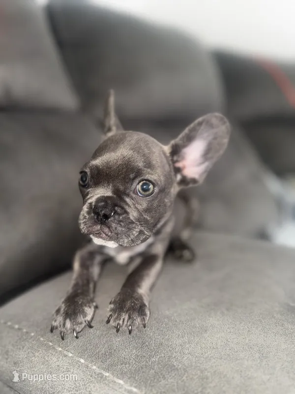 Oli  – French Bulldog puppy for sale in Miami, FL