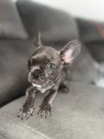 Oli , a female French Bulldog for sale in Miami, FL – 1 of 4