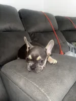 Foxy , a female French Bulldog for sale in Miami, FL – 2 of 4
