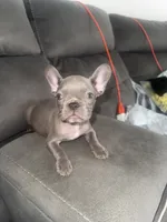 Chiqui , a female French Bulldog for sale in Miami, FL – 1 of 3