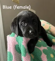 Blue, a female Labrador Retriever for sale in Camden, SC – 1 of 1