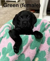 Green, a female Labrador Retriever for sale in Camden, SC – 2 of 2