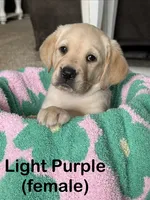 Light Purple, a female Labrador Retriever for sale in Camden, SC – 3 of 4