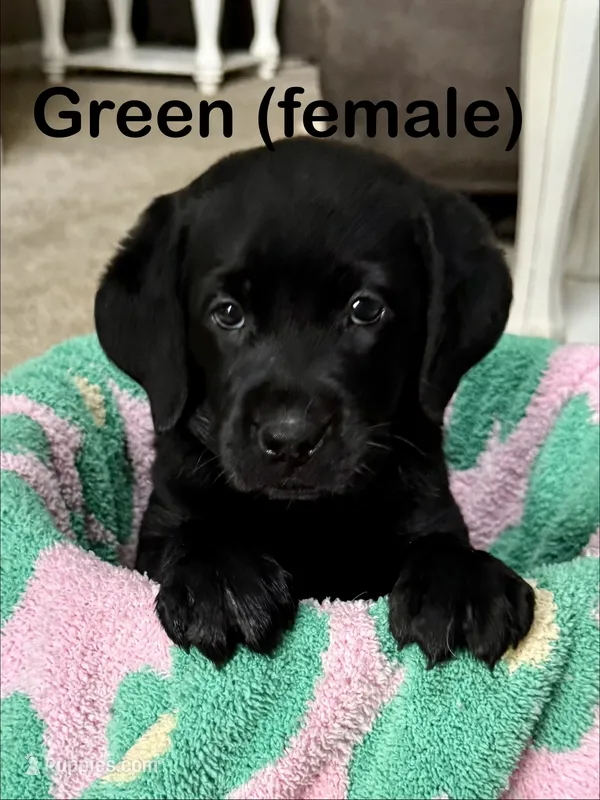 Green – Labrador Retriever puppy for sale in Camden, SC