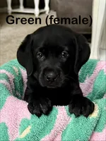 Green, a female Labrador Retriever for sale in Camden, SC – 1 of 2