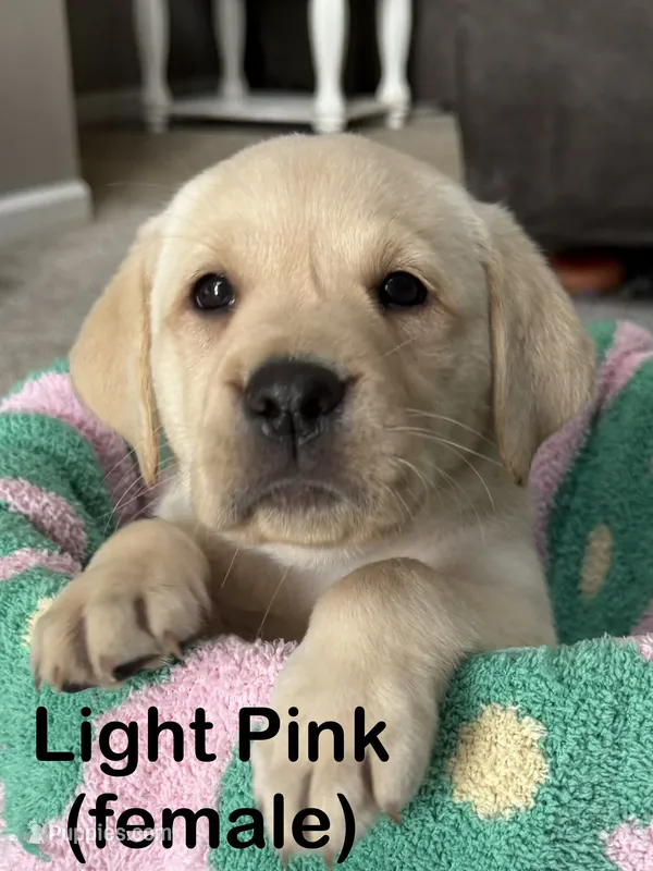 Light Pink – Labrador Retriever puppy for sale in Camden, SC