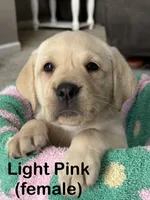 Light Pink, a female Labrador Retriever for sale in Camden, SC – 1 of 2