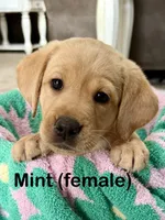 Mint, a female Labrador Retriever for sale in Camden, SC – 3 of 3