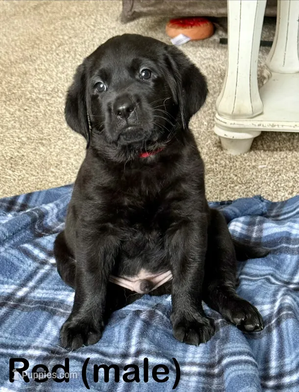 Red – Labrador Retriever puppy for sale in Camden, SC
