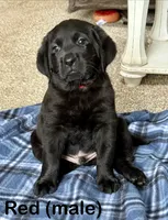 Red, a male Labrador Retriever for sale in Camden, SC – 1 of 2