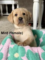 Mint, a female Labrador Retriever for sale in Camden, SC – 2 of 3