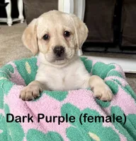 Dark Purple, a female Labrador Retriever for sale in Camden, SC – 2 of 3