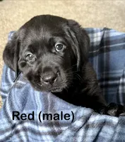 Red, a male Labrador Retriever for sale in Camden, SC – 2 of 2