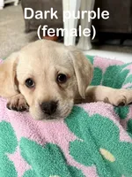 Dark Purple, a female Labrador Retriever for sale in Camden, SC – 3 of 3