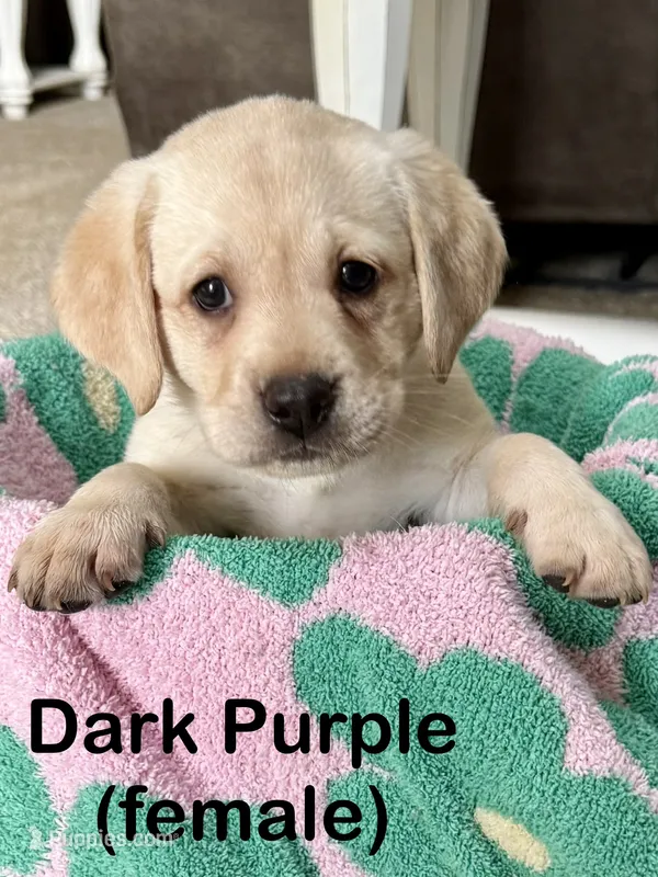 Dark Purple – Labrador Retriever puppy for sale in Camden, SC