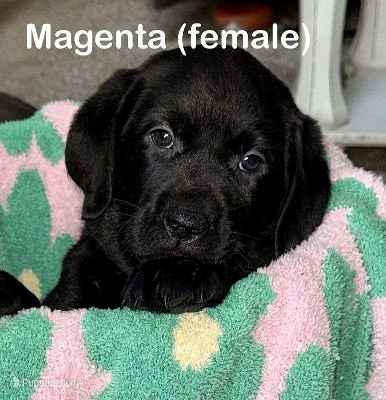 Magenta – Labrador Retriever puppy for sale in Camden, SC