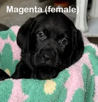 Magenta, a female Labrador Retriever for sale in Camden, SC – 1 of 1
