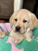 Light Purple, a female Labrador Retriever for sale in Camden, SC – 2 of 4