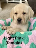 Light Pink, a female Labrador Retriever for sale in Camden, SC – 2 of 2