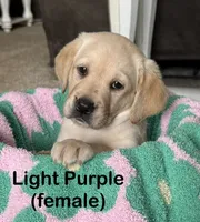 Light Purple, a female Labrador Retriever for sale in Camden, SC – 4 of 4