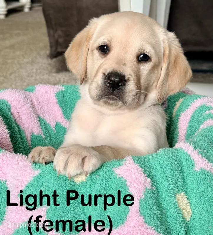 Light Purple – Labrador Retriever puppy for sale in Camden, SC