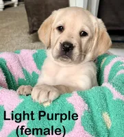 Light Purple, a female Labrador Retriever for sale in Camden, SC – 1 of 4