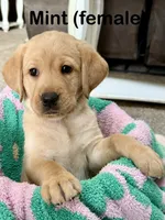 Mint, a female Labrador Retriever for sale in Camden, SC – 1 of 3