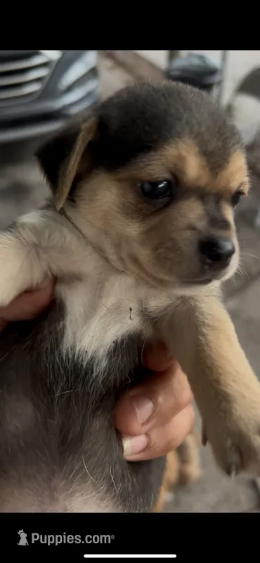 Chico the puppy  – Chihuahua, Chiweenie puppy for sale in Orlando, FL